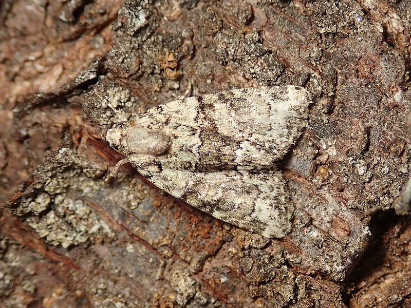 Falene da identificare: Cryphia sp. - Noctuidae